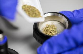 The new center will allow UK to expand clinical research focusing on medical conditions that may be helped by medical cannabis. Arden Barnes | UK Photo.